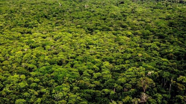 CO₂ er livets gass ifølge flere alternative medier. En økt andel av denne klimagassen i atmosfæren vil føre til økt planteliv og ha en positiv effekt. Her planteliv fra de dype skogene i Amazonas. Foto: Juancho Torres/Anadolu Agency/NTB hovedbilde