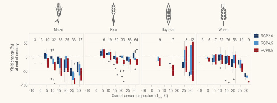 Simuleringer av utbytte fra avlinger (crop yields) år 2100, fordelt etter nåværende snitt-temperatur og klimascenario. FN anslår en økning til 3,2 grader over normalen innen 2100. RCP4.5 legger til grunn en økning mellom 2 og 3 grader. Hardest vil temperaturendringene gå ut over områder varmere enn 20 grader i snitt nå. Grafikk: IPCC WG2 AR6
