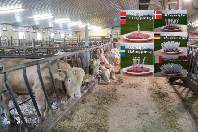 Norske kjøttfe og andre dyr som brukes til kjøttproduksjon får lite antibiotika sammenlignet med andre land. Foto: Terje Bendiksby / NTB og skjermbilde / Facebook. hovedbilde