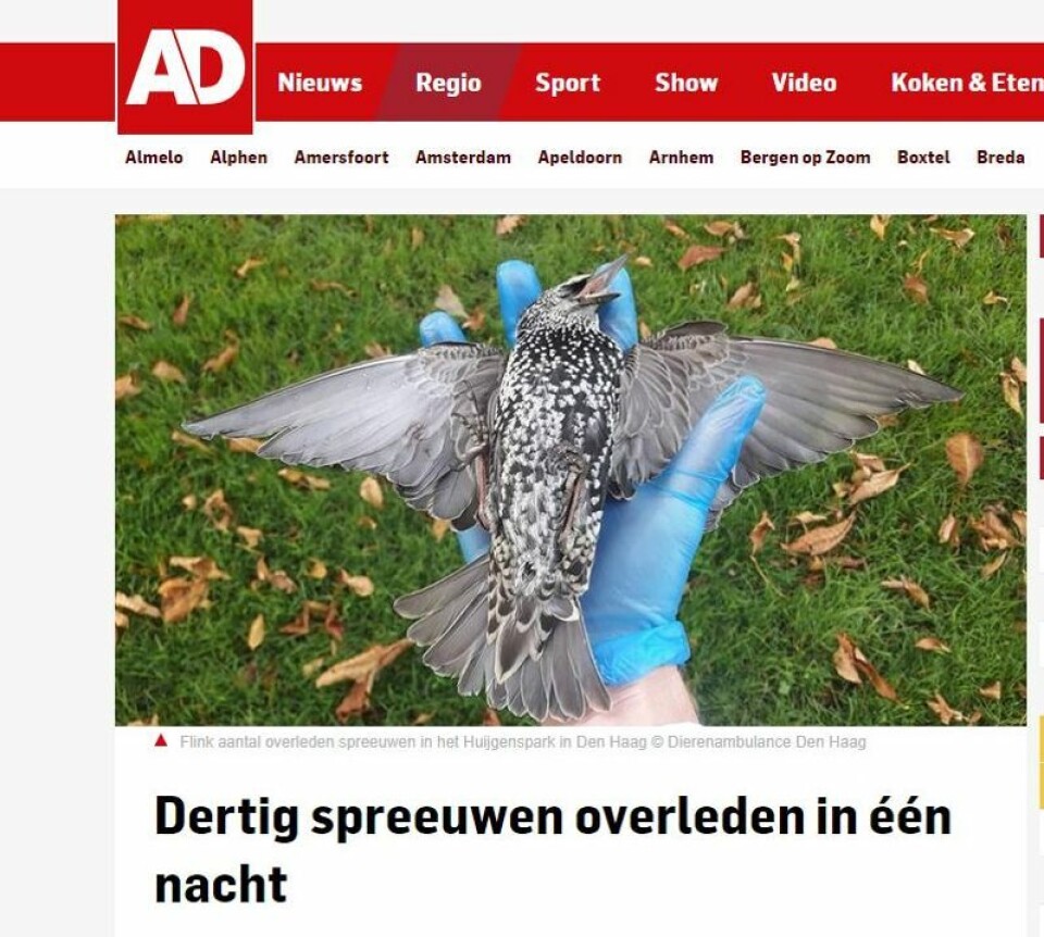 Flere hundre fugler døde i en park i Haag i Nederland i fjor høst. Flere hevder det skyldes 5G-testing. Avisen AD har omtalt fugledøden i en rekke artikler, og finner ingen sammenheng mellom 5G og fugledøden. Skjermdump / AD Haagsche Courant Flere hundre fugler døde i en park i Haag i Nederland i fjor høst. Flere hevder det skyldes 5G-testing. Avisen AD har omtalt fugledøden i en rekke artikler, og finner ingen sammenheng mellom 5G og fugledøden.