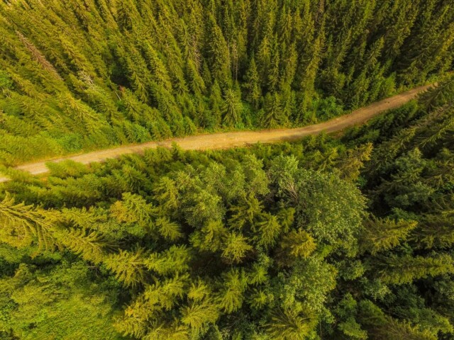 Derfor teller ikke Norge CO₂-opptaket i skogen på samme måte som EU hovedbilde
