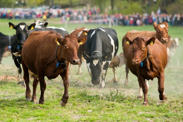 Lykkelige kyr ved et vårslipp på Bygdøy kongsgård i 2015. Foto: Fredrik Varfjell/NTB hovedbilde