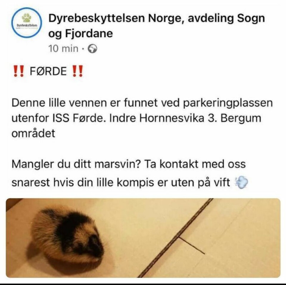 Dyrebeskyttelsen i Sogn og Fjordane etterlyste eieren til det de trodde var et marsvin. Dyret viste seg imidlertid å være et lemen. Facebook-innlegget er nå slettet. Foto: Skjermbilde fra Facebook / badesken på Instagram.