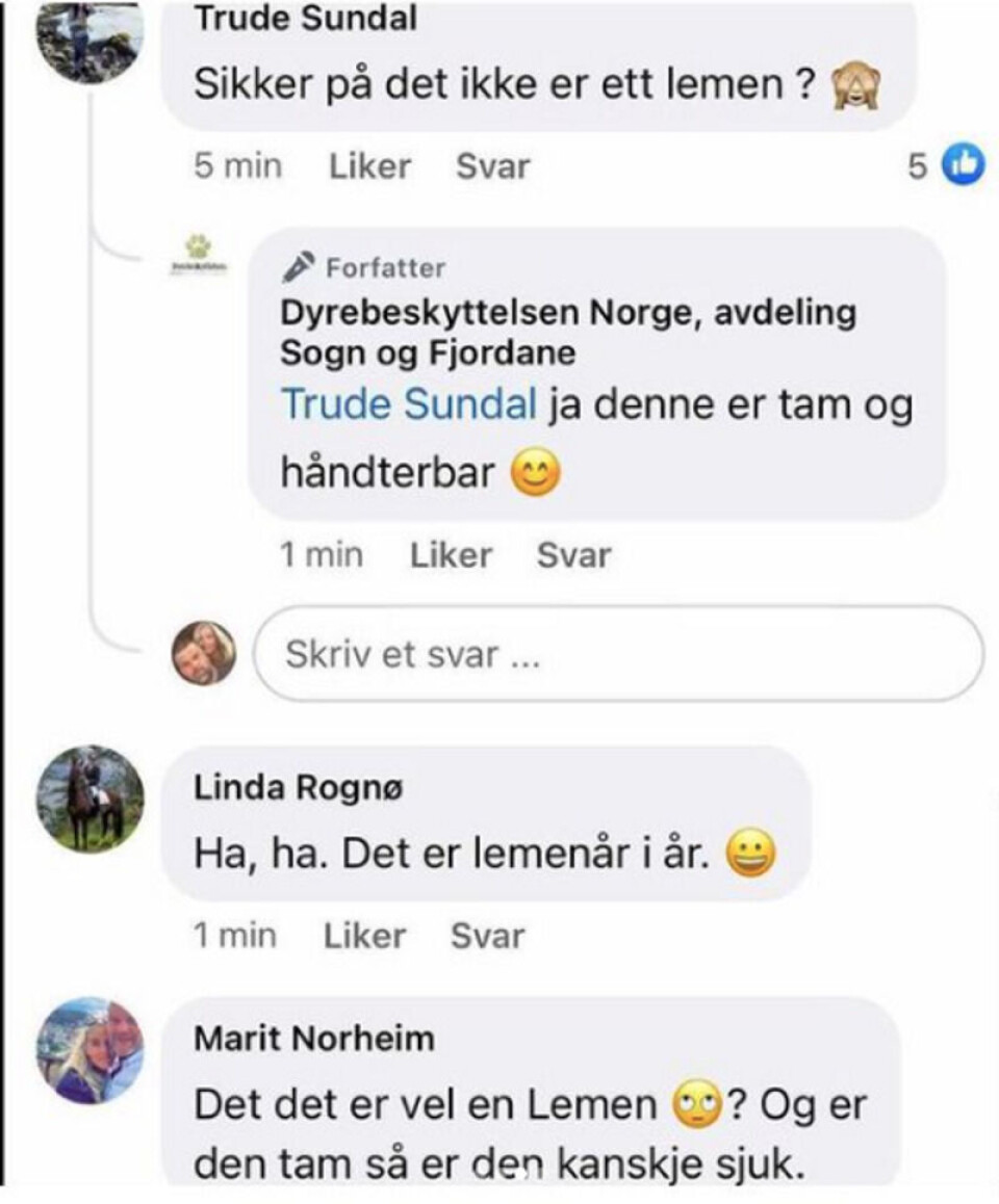 I kommentarfeltet til Dyrebeskyttelsen i Sogn og Fjordane var det enkelte som stusset over «marsvinet» og mente det så ut som et lemen. Foto: Skjermbilde fra Facebook / badesken på Instagram.