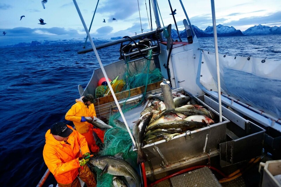 Skipper Trond Dalgård og Jan Gunnar Johansen fisker etter skrei på havet ved Gryllefjord på utsiden av Senja i 2015. Fisken er etterspurt over hele verden. Foto: Cornelius Poppe / NTB.