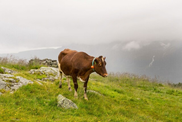 Foto: Thomas Brun / NTB scanpix hovedbilde