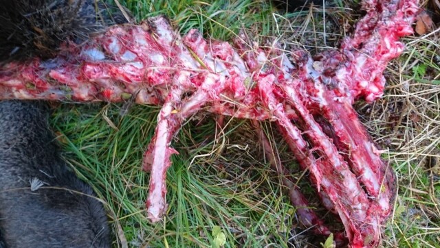 Elgkadaveret som ble funnet i Nordmarka 1. oktober. Foto: Geir Olsen Elgkadaveret som ble funnet i Nordmarka 1. oktober.