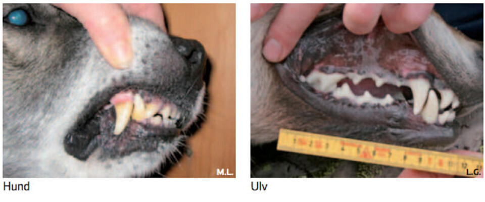 Foto: Skjermdump/Håndbok for dokumentasjon av rovviltskade på husdyr og tamrein, Statens naturoppsyn