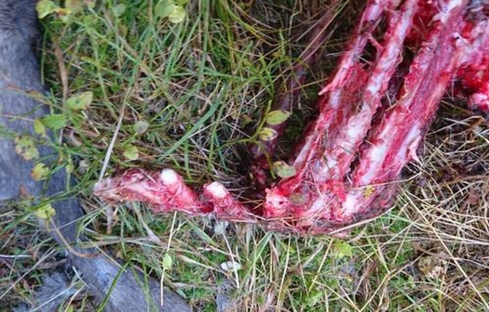 Bildet viser at bein er «klippet av», og kan bare ha blitt gjort av ulv, mener Bymiljøetatens fallviltjeger. Foto: Geir Olsen Bildet viser at bein er «klippet av», og kan bare ha blitt gjort av ulv, mener Bymiljøetatens fallviltjeger.