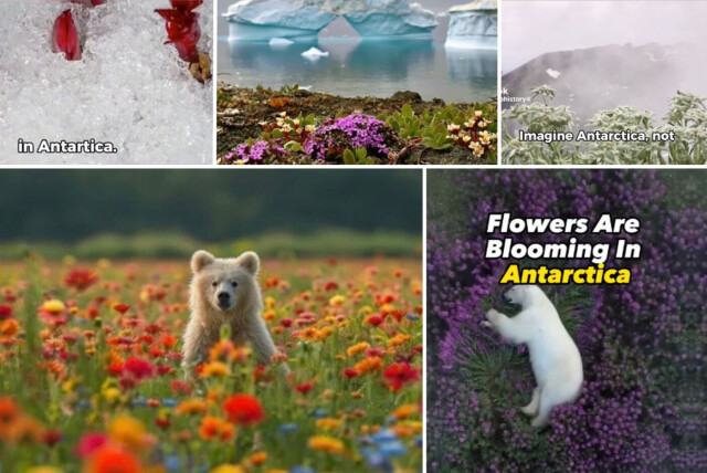 Disse bildene er enten falske eller tatt ut av sammenheng. Foto: Skjermdumper, TikTok hovedbilde