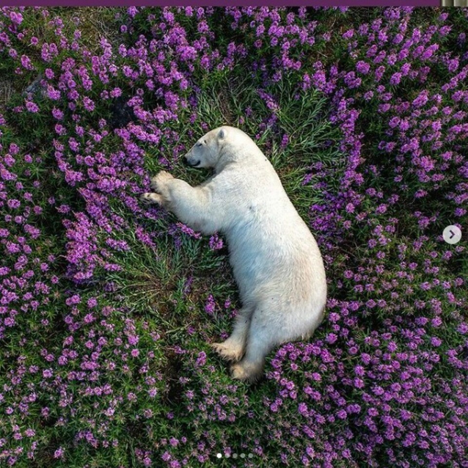 En isbjørn sovende i en eng av blomster. I Canada. Ikke i Antarktis. Foto: Martin Gregus