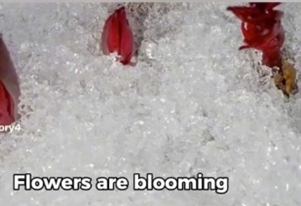 Dette er ikke blomster i Antarktis, men Sibir. Foto: Igor Zhorov