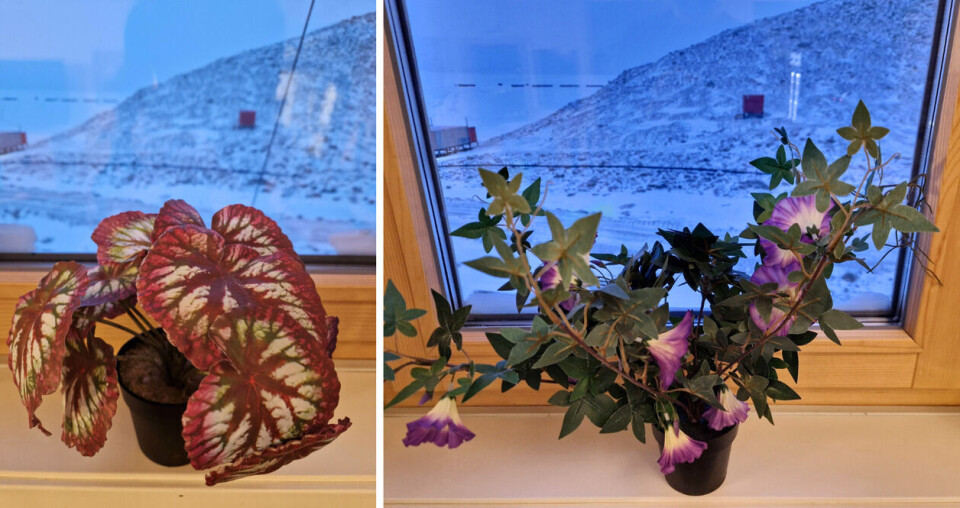 Forskningsteknikeren har sendt oss disse bildene av det som er to plastikkplanter - det nærmeste de kommer blomster på Troll. Foto: Jonas Tveit Hinna