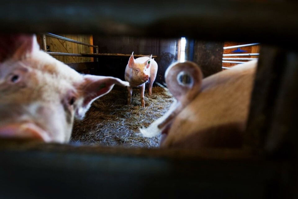 Svinebønder i Norge legger ned en stor jobb for å unngå MRSA-bakterier i sine grisehus. Foto: Gorm Kallestad / NTB
