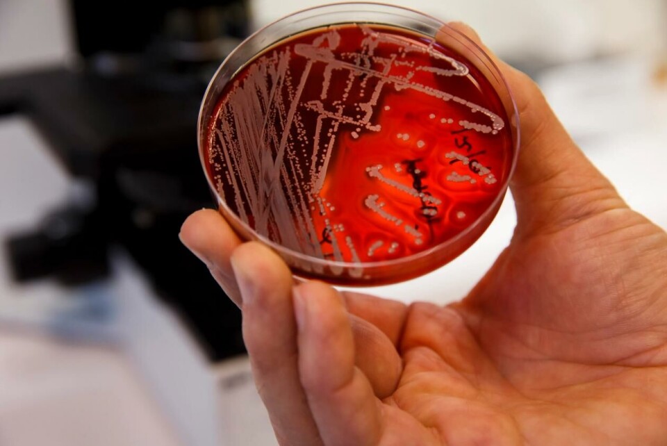 MRSA-bakterier i laboratoriet på Veterinærinstituttet i Oslo. Foto: Cornelius Poppe / NTB