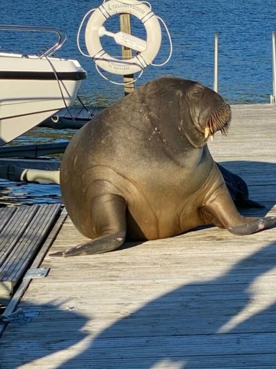 Her har hvalrossen funnet frem til ei brygge innerst i Hallangspollen i Frogn kommune. Foto: Privat.