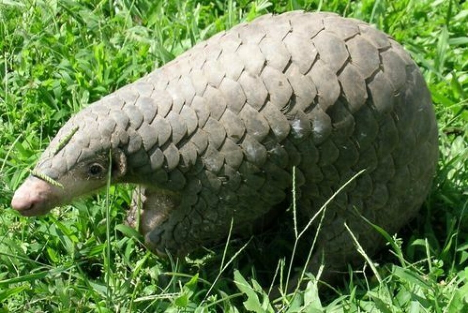 Noen forskere mener koronaviruset kan ha smittet mennesker via skjelldyr. U.S. Fish and Wildlife Service Headquarters, Wikimedia Commons Noen forskere mener koronaviruset kan ha smittet mennesker via skjelldyr.