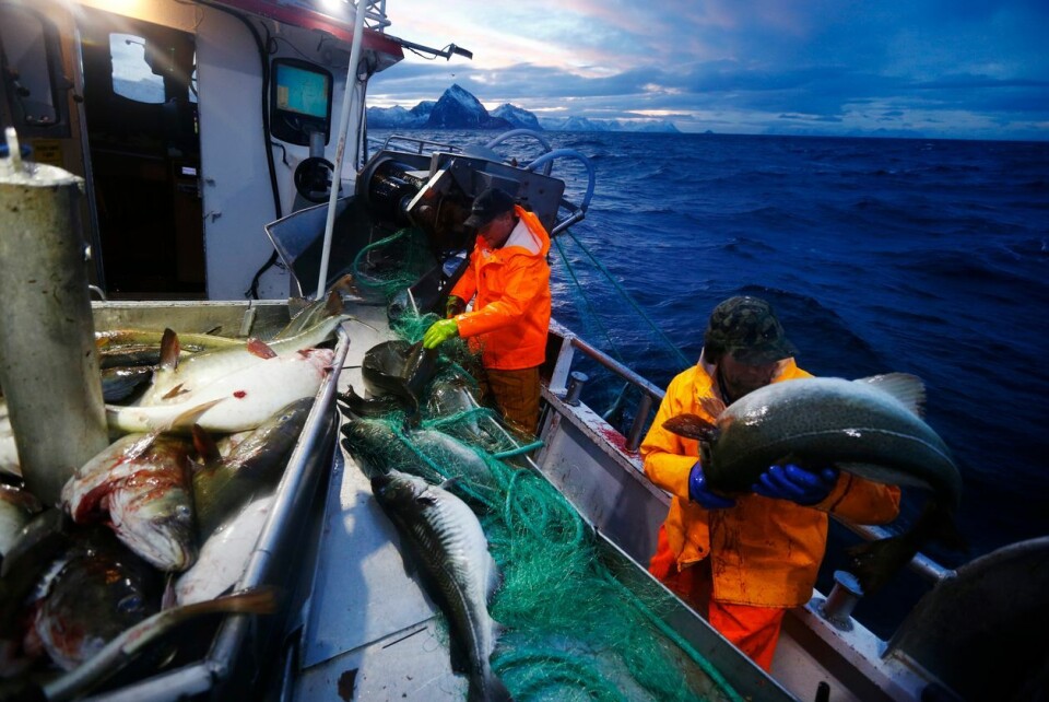 Skrei-fangst utenfor Senja i Troms. Foto: NTB Scanpix Skrei-fangst utenfor Senja i Troms.