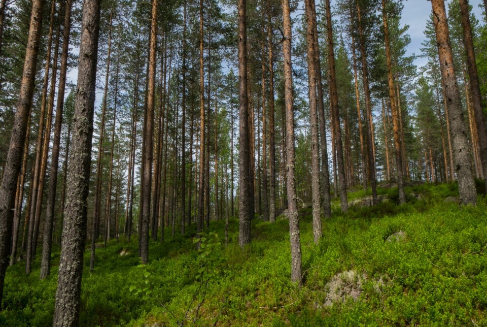 For skogforvaltningssektoren, bruker både Norge og EU årene 2000-2009 som referanseperiode for måling av utslipp og opptak av klimagasser.